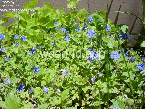 speedwell, germander